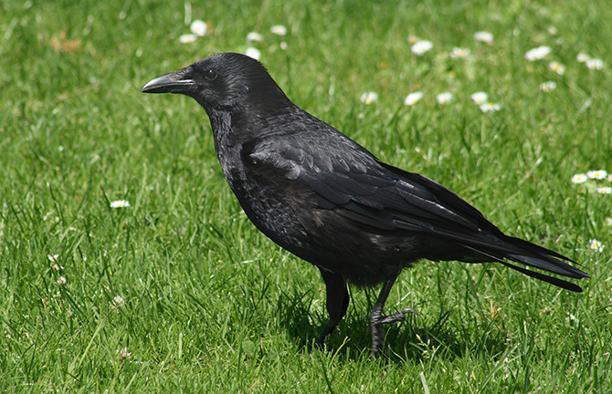 La Corneille noire peut provoquer des dégâts importants en agriculture -  © L.-B. Tettenborn - Loz